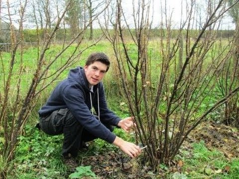 Video: Nega Ribeza Jeseni: Priprava Na Zimo. Kako Skrbeti Za Grmovje črnega In Rdečega Ribeza? Kako Pokriti In Kako Gnojiti Oktobra? Ali Moram Zalivati?