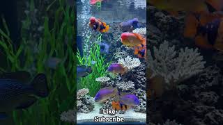 Beautiful Fancy Aquarium #fishtank #fishkipper #FishKipping #viralshortvideo #viralreel #viral #yts