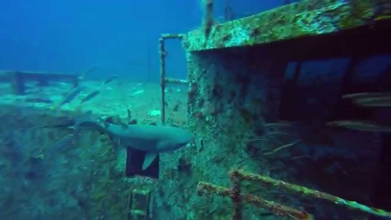 NC Wreck Diving Sharks on the Spar YouTube