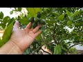 This Fast Growing Lemon Tree Loves Las Vegas Climate growing in Zone 9b