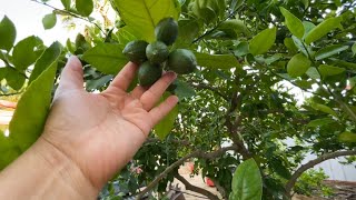 This Fast Growing Lemon Tree Loves Las Vegas Climate growing in Zone 9b 