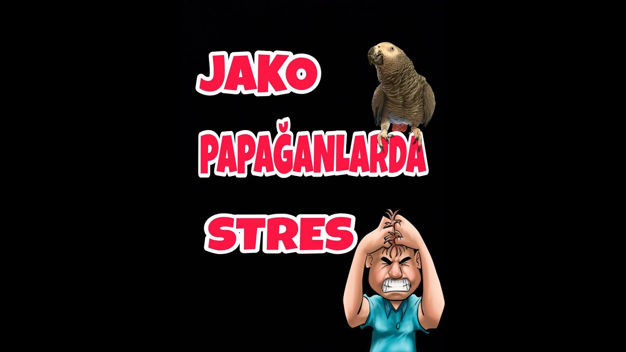Jako papağanlarda Strese girme nedenleri nelerdir