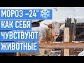 МОРОЗ -24° ЗИМНЕЕ СОДЕРЖАНИЕ ЖИВОТНЫХ В ДЕРЕВНЕ. САРАЙ ДЛЯ КОРОВ. САРАЙ ДЛЯ КОЗ.