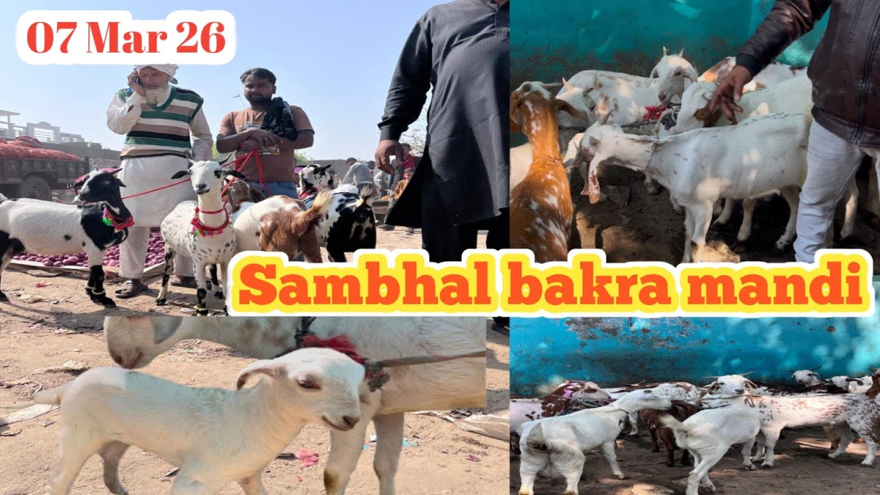 Saratarin Bakra Mandi 07/03/26 Live Update Sambhal Bakra Mandi Sambhal UP
