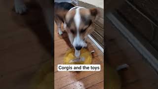 Corgis and the toys