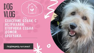 DOG VLOG: Спасение собак с Астрахани. Отправка домой. Воскресная прогулка.