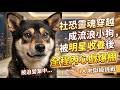 社恐靈魂穿越成流浪小狗😂被明星收養後全程內心戲爆棚 #搞笑 #反差 #內心戲 #流浪狗 #萌寵生活 #流浪狗 #猫