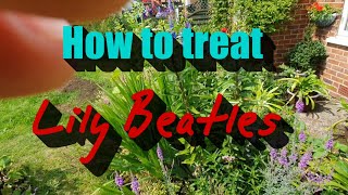 How to treat lily Beetles whitefly greenfly blackfly and caterpillars