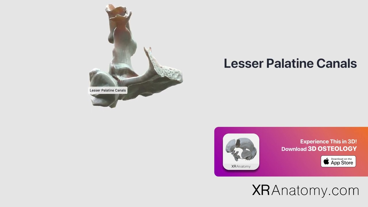 Lesser Palatine Canals of palatine bone