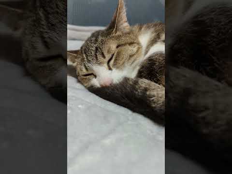 すやすやキジ猫 - cats sleeping so well - #Shorts