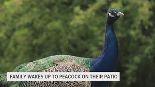PEACOCK AT LARGE: Family wakes up to missing peacock on their patio in Newaygo