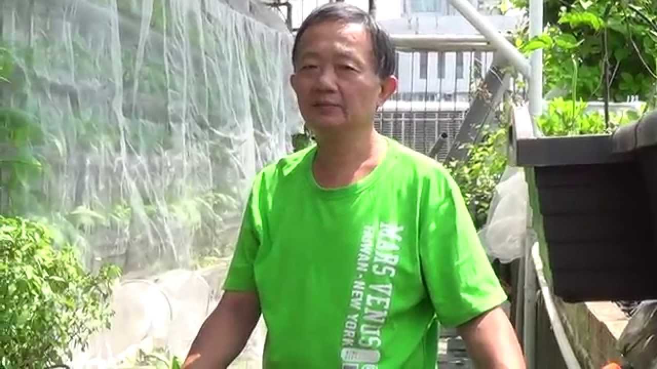 魚菜共生為什麼我的魚死了菜也長不好 Line 0921104500 有為農園 Youtube