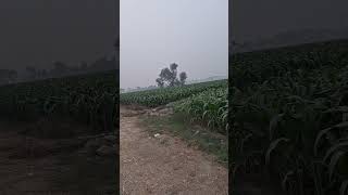 corn maize for silage #cow #dairyherd #dairyfarm #farming #baffalo #dairyproducts #farm #animals