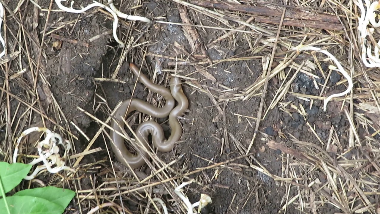 rat snakes in alabama Brian Gundy Finds More Than 10 Snakes Under 1 Board While Herping In The Santa Cruz Mountains