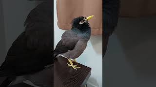 asking myna bird to sing, he did eventually