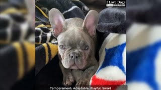 This is why i love French Bulldog 💖💘🐶 by I Love Dogs 22 views 4 years ago 3 minutes, 2 seconds