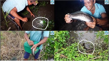 905 | Cắm câu mồi nhái dính cá lóc già | Fisjing