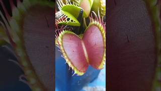 Venus Flytrap vs Giant Woodlouse: Nature's Most Incredible Trap! 🌿🐜 # shorts