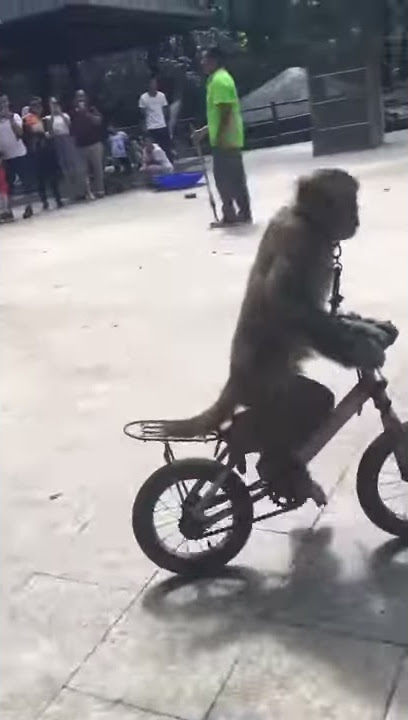 Monyet naik sepeda tertabrak pohon