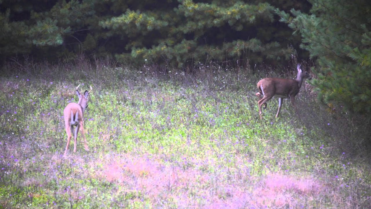 Deer Hunting October 2015 YouTube