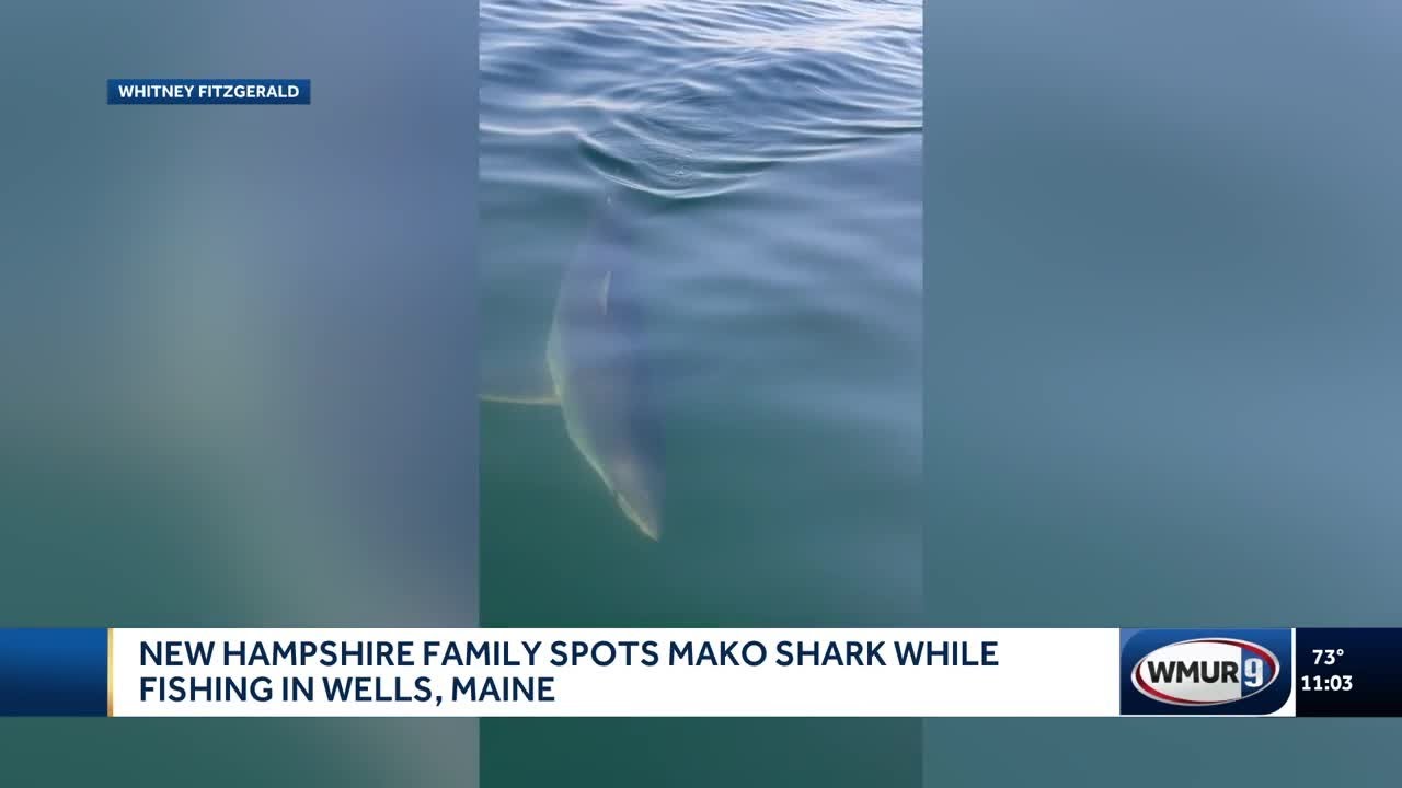 New Hampshire family spots Mako shark while fishing in Wells, Maine