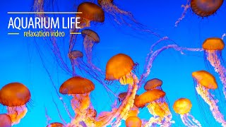 Jellyfish Aquarium |Relaxing Music for Sleep, Study, Meditation \& Yoga • Screensaver