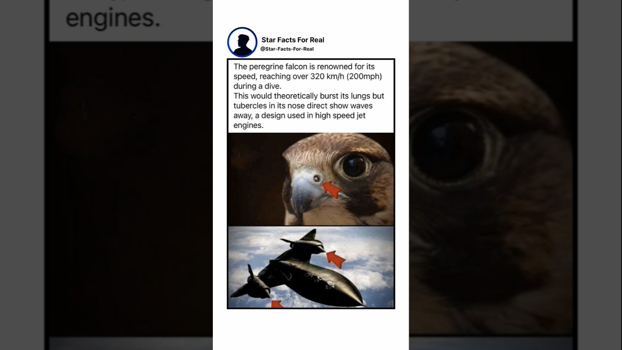 Falcon facts that inspired fighter jets! 🦅✈️ 
