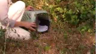 Releasing hand-raised orphaned Cottontails by Natascha Wille 7,475 views 10 years ago 6 minutes, 16 seconds