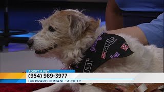 Adopt a Pet: June 17