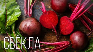 Beetroot: The benefits from tops to roots | Interesting facts about beetroot by Планета Земля 26,825 views 4 months ago 20 minutes