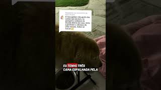 Versão cacau #goldenretriever #pets #funnydogs #cachorro #humor #quarta