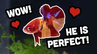 I want to BREED all of these BETTA FISH! ❤