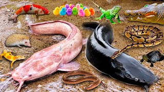 Wow! Searching for albino catfish in a hole—there are jumbo catfish, koi, snakehead fish, turtles