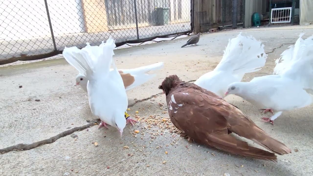 Two minutes and thirty seconds of pure beautiful pigeons eating food. 