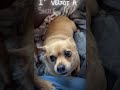 Chloe Giving Us A Smile! #chihuahua #cutepets #dogs