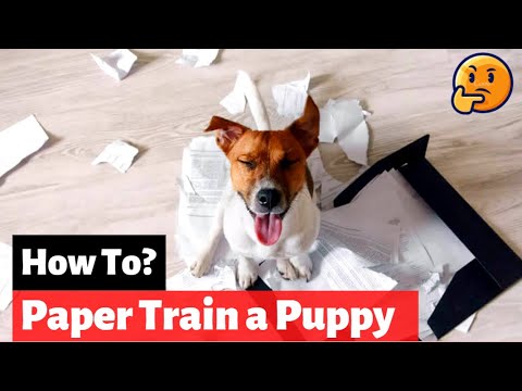 Simple Steps for Paper Training Your Puppy [+video]