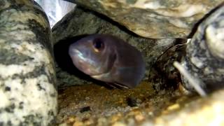 Holding pseudotropheus sp acei (white tail) female
