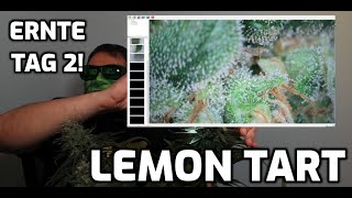 🥦 ERNTETAG 2 - LEMON TART (Breeder: The Cali Connection) ✂️