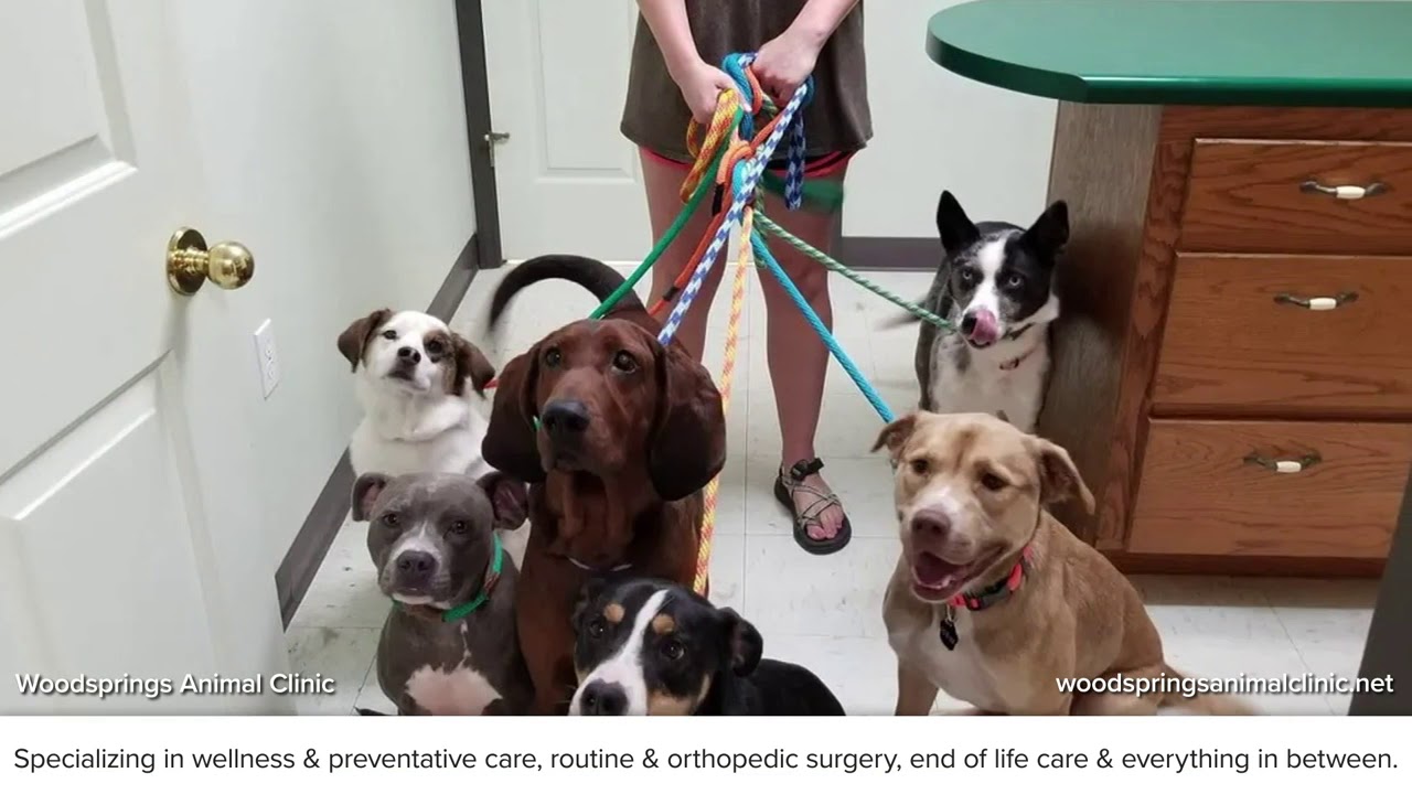 Woodsprings Animal Clinic Jonesboro Arkansas 72401 YouTube