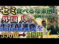 セミ食べるな条例！福岡県が制定！？外国人の生活保護費を350億円から2億円に減らします！