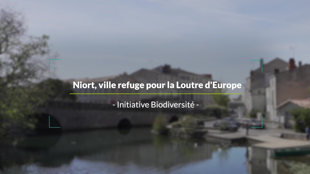 Niort, ville refuge pour la Loutre d'Europe