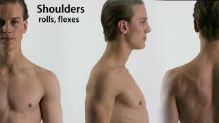 Moving anatomy reference  shoulders