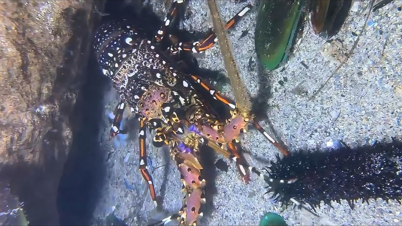 Diving to catch seafood, are there any creatures you like?  RQ0119  #seafood  #crab #fishing