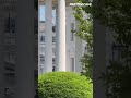 "BEE TORNADO" Swarms The White House! 🚨🐝 #Shorts