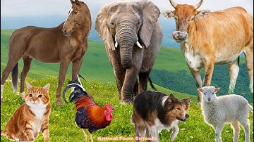 Farm Animal Habitat: Elephant, Goat, Cow, Pig, Buffalo, Cat, Dog, Chicken - Animal Sounds