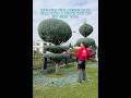 Shape Tiered Evergreens Like a Pro #topiary #gardening #landscaping #satisfying