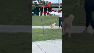 Salí a patinar y me salió un perro.#perro #patinar #familia