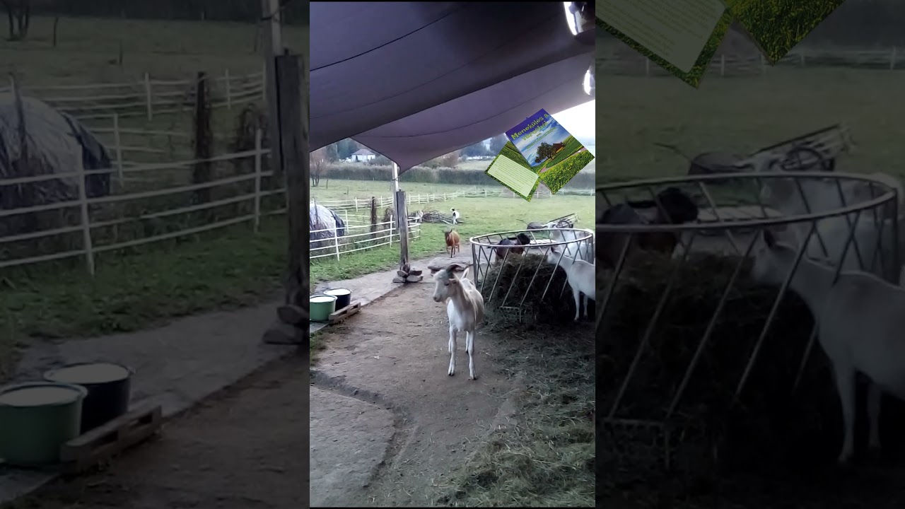 Kecskebehívás – ilyen könyvajánlót még nem láttál! 🐐📚