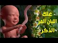 هل تعلم ما يحدث للجنين والام عند تناول اللبان المر اثناء الحمل