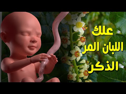 هل تعلم ما يحدث للجنين والام عند تناول اللبان المر اثناء الحمل